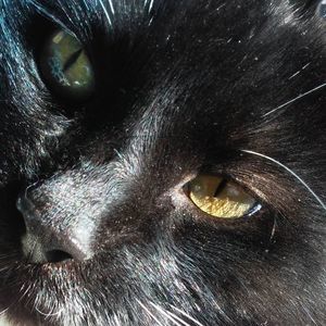 Meet your Posher, Lulu